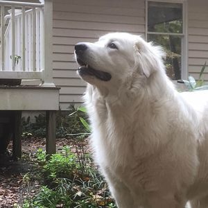 Meet your Posher, Joan